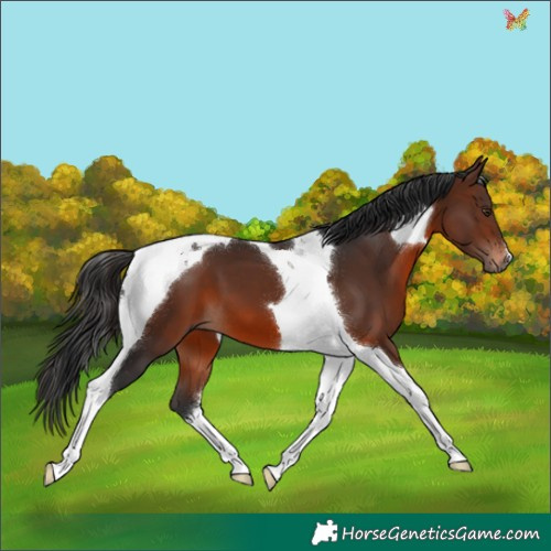 Horse Color:Brown Mushroom Tobiano 