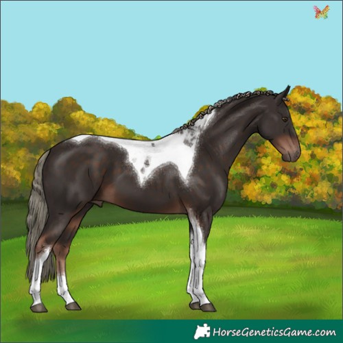 Horse Color:Liver Chestnut Mushroom Tobiano 