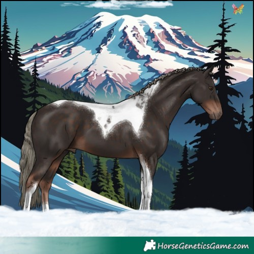 Horse Color:Liver Chestnut Mushroom Tobiano 