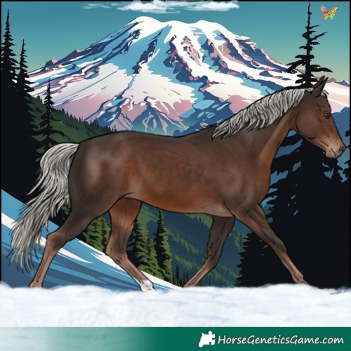 Horse Color:Liver Chestnut Mushroom 