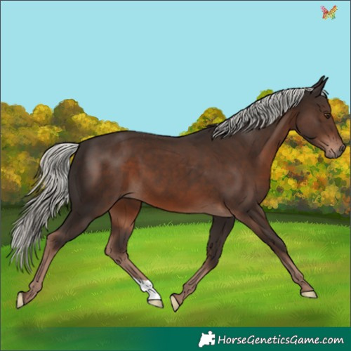 Horse Color:Liver Chestnut Mushroom 