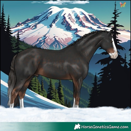 Horse Color:Liver Chestnut Splash 