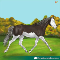 Horse Color:Liver Chestnut Mushroom Splash 