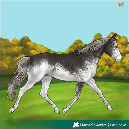 Horse Color:White Spotted Liver Chestnut Mushroom 