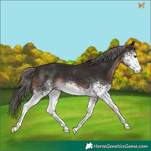 Horse Color:White Spotted Liver Chestnut Mushroom
