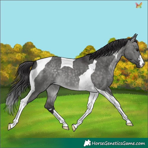 Horse Color:Platinum Buckskin Dun Tobiano 