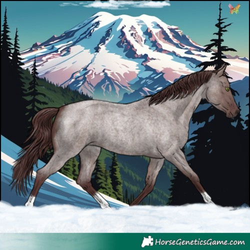 Horse Color:Platinum Chocolate Smoky Grullo Roan 