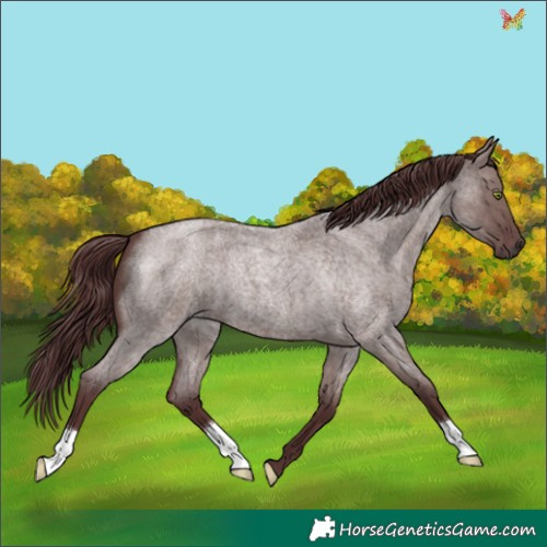 Horse Color:Platinum Chocolate Smoky Grullo Roan 