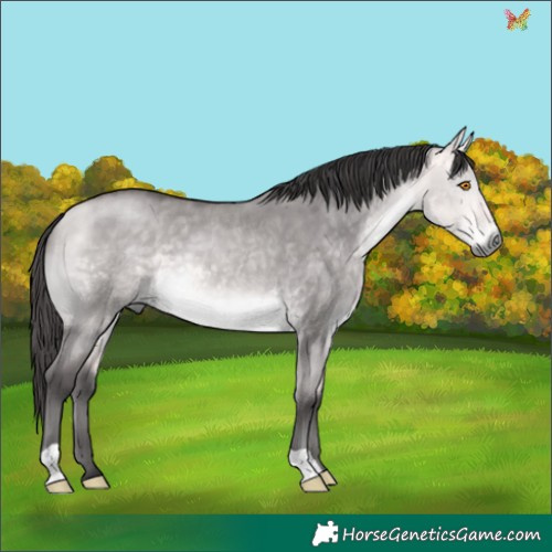 Horse Color:Platinum Buckskin Dun 