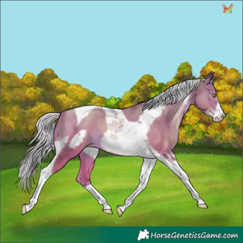 Horse Color:Silver Bay Pearl Tobiano Frame 