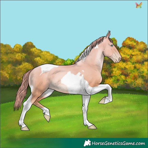 Horse Color:Gold Champagne Pearl Tobiano 