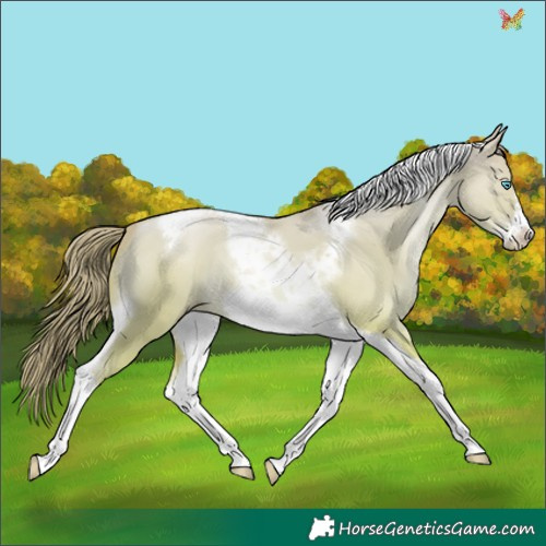 Horse Color:Gold Champagne Pearl Dun Tobiano Frame