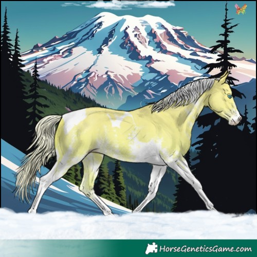 Horse Color:Cremello Sabino Tobiano 