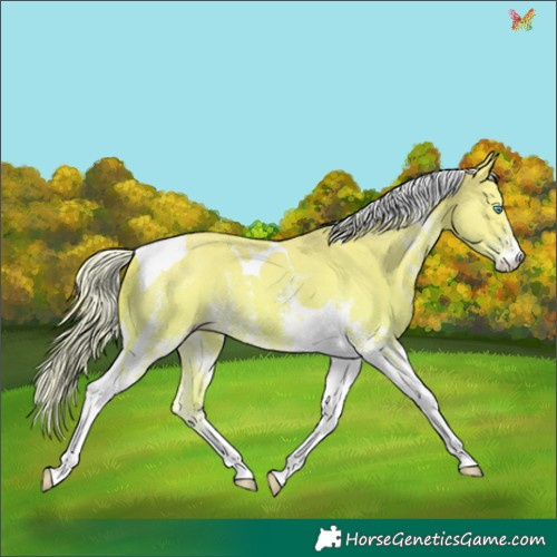 Horse Color:Cremello Sabino Tobiano