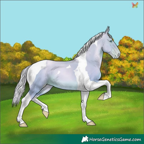 Horse Color:Silver Sable Cream Champagne Pearl Dun Tobiano 