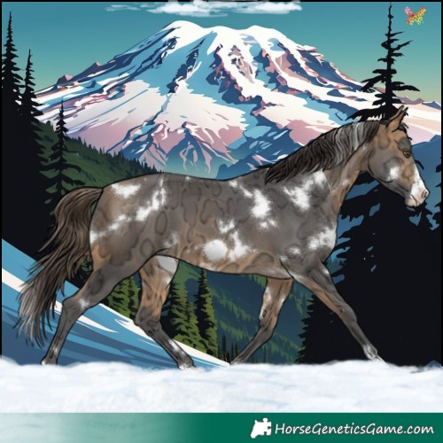 Horse Color:White Spotted Buckskin Ice Frame 