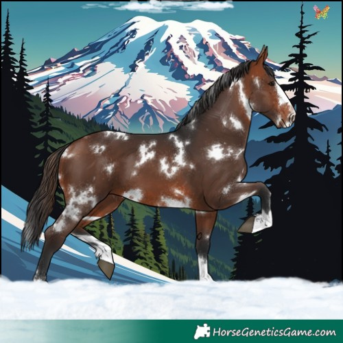 Horse Color:White Spotted Bay 