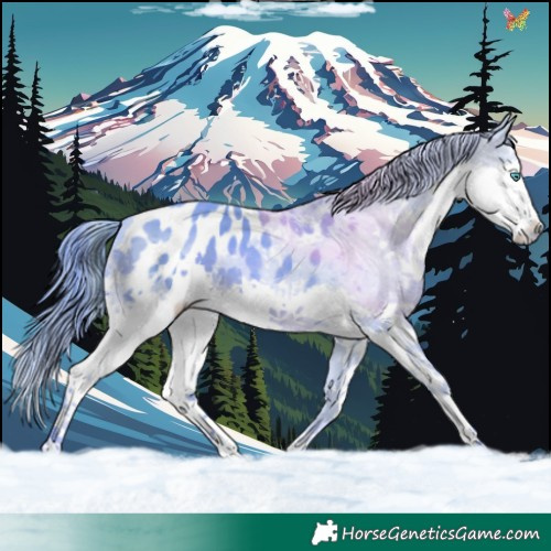 Horse Color:Watercolor Sable Champagne Splash Tobiano Blanket 