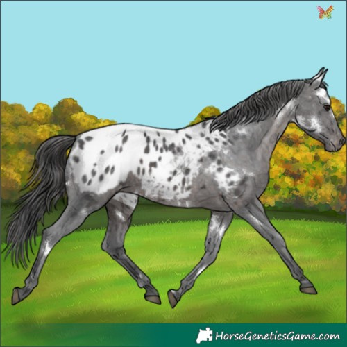 Horse Color:White Spotted Brown Ice Appaloosa 