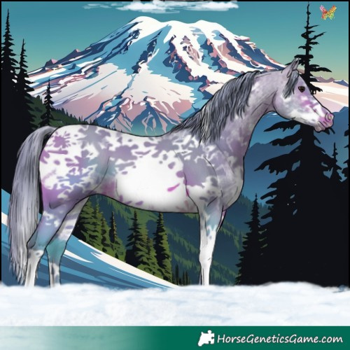 Horse Color:Watercolor Brown Sabino Tobiano Frame 