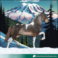 Horse Color:Liver Chestnut Tobiano Rabicano