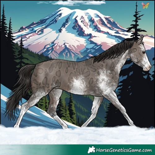 Horse Color:White Spotted Brown Ice Dun 