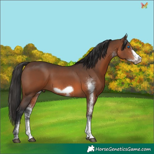 Horse Color:White Spotted Brown Frame 