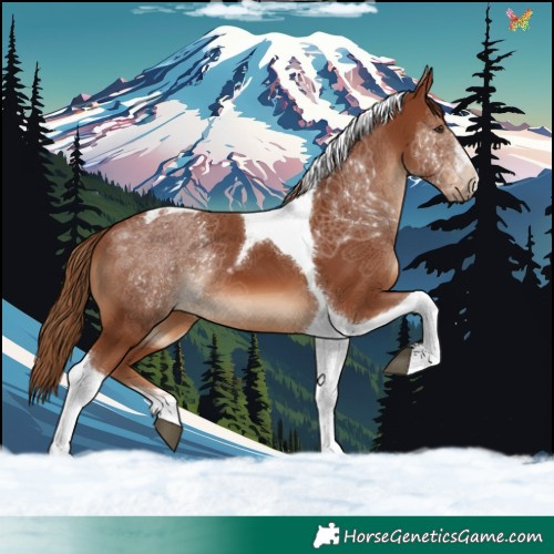Horse Color:Chestnut Tobiano 