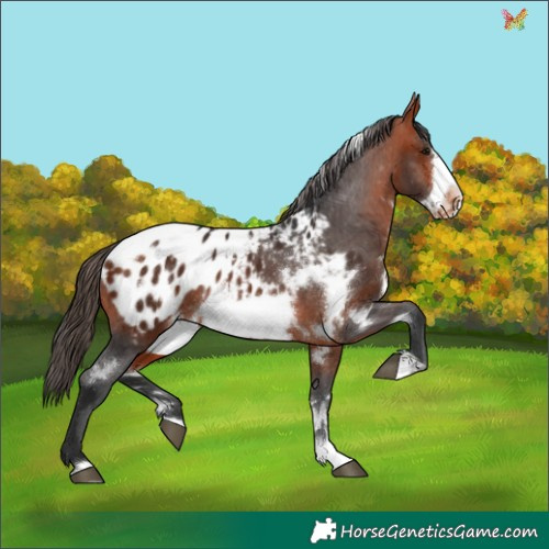 Horse Color:White Spotted Bay Frame Appaloosa 