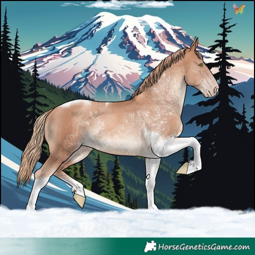 Horse Color:Gold Champagne Tobiano 