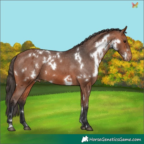 Horse Color:White Spotted Bay Appaloosa 