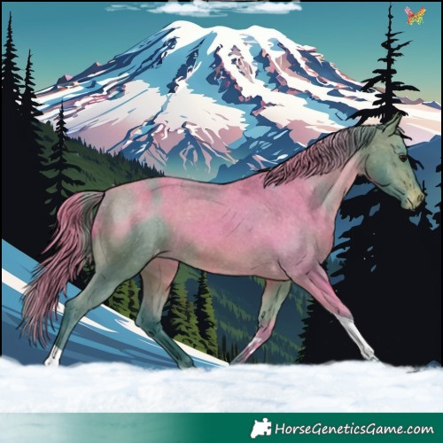 Horse Color:Watercolor Brown Tobiano Appaloosa 