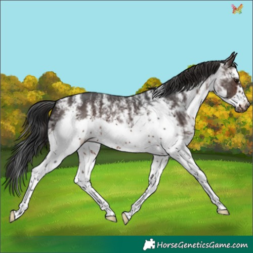 Horse Color:White Spotted Brown Frame 