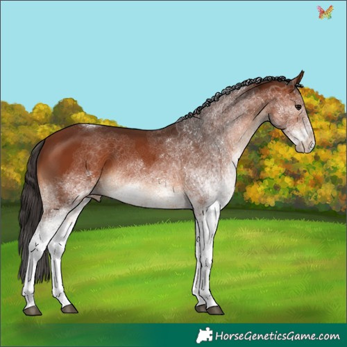 Horse Color:White Spotted Bay Tobiano 