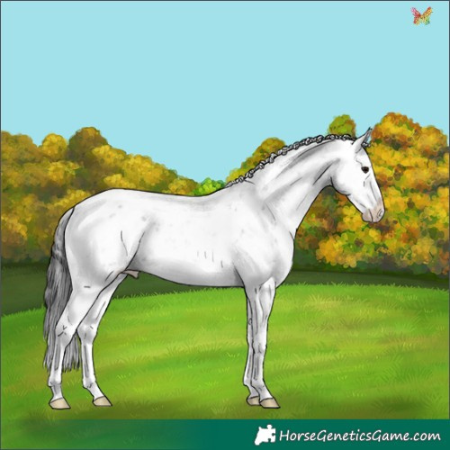 Horse Color:White Spotted Brown Ice Sabino 