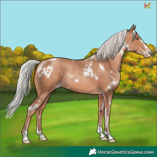Horse Color:White Spotted Silver Sable Champagne 