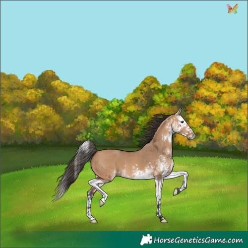 Horse Color:White Spotted Bay Dun Splash 