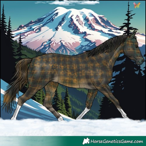 Horse Color:Plaid  Buckskin Tobiano 