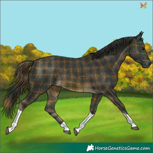 Horse Color:Plaid  Buckskin Tobiano 