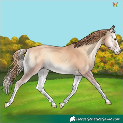 Horse Color:Gold Champagne Onyx Splash 