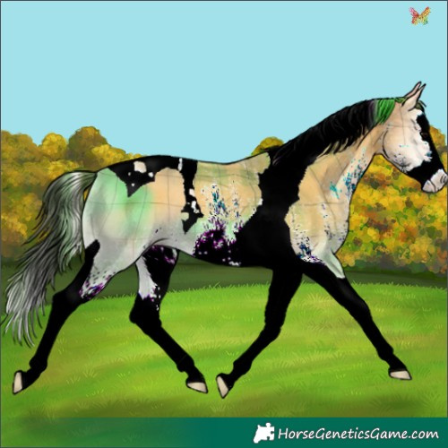 Horse Color:Plaid  White Spotted Buckskin Onyx Splash Tobiano 