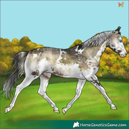 Horse Color:Plaid  White Spotted Brown Onyx Splash Tobiano 