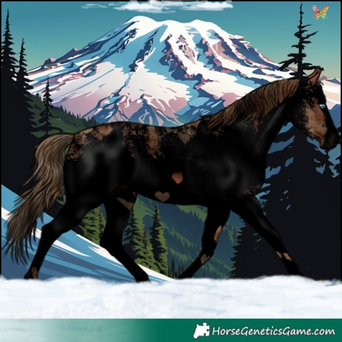 Horse Color:Void Plaid  White Spotted Chestnut Splash 