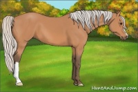Horse Color:Silver Bay 