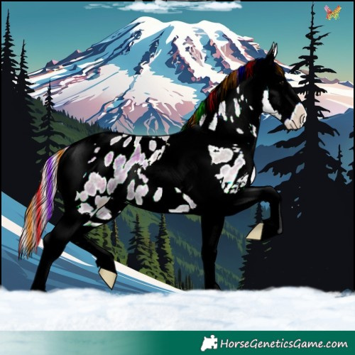 Horse Color:Painted Plaid  Smoky Grullo Roan Onyx Splash Tobiano Appaloosa 