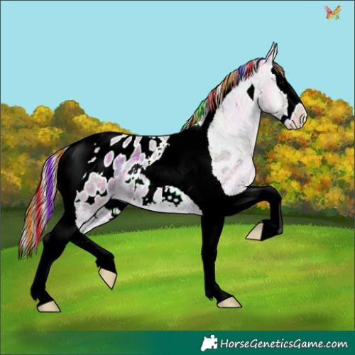 Horse Color:Painted Plaid  Smoky Grullo Roan Onyx Splash Tobiano Appaloosa 