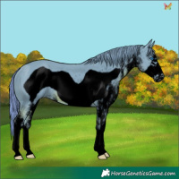 Horse Color:Void Watercolor White Spotted Chestnut Frame