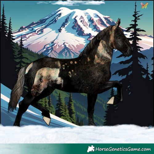 Horse Color:Void Plaid  White Spotted Bay Onyx Splash Tobiano 