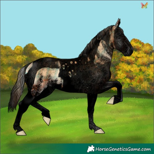 Horse Color:Void Plaid  White Spotted Bay Onyx Splash Tobiano 