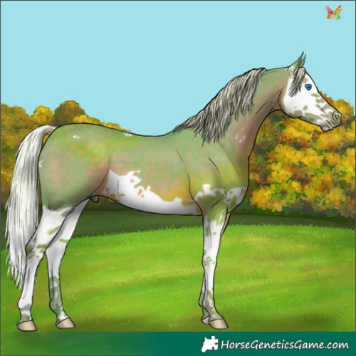 Horse Color:Watercolor Silver Black Splash 
